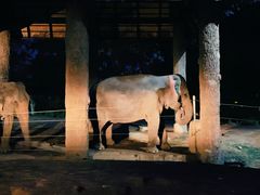 -清迈夜间动物园