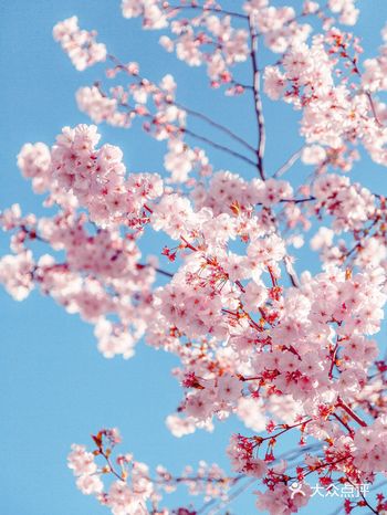 深圳首辆樱花列车，一秒拍出日系漫画风