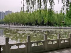 -莲花池公园