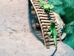 -上海大自然野生昆虫馆(东方明珠·爬宠昆虫探索中心)