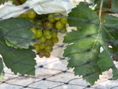 -马陆小张葡萄园农家乐