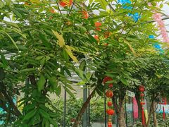 -南宫五洲植物乐园