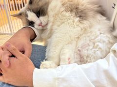 -藏猫猫咖啡主题馆(中央大道店)