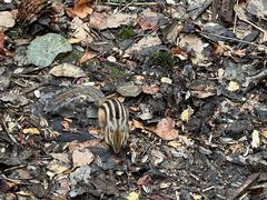 -五营红松林海景区