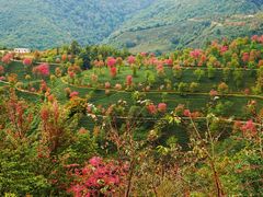 -无量山自然风景保护区