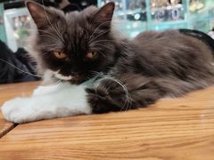 -猫小院猫主题餐厅(三里屯店)