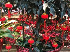 -双季花艺园艺市场(浦东店)
