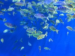 -成都浩海立方海洋公园