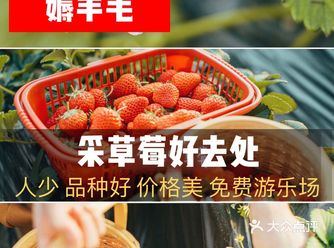 薅羊毛！采草莓好去处人少便宜免费游乐场
