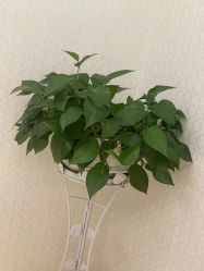 -昆明梦想医疗美容医院