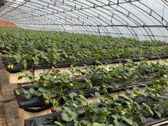 -甜心庄园·甜心草莓采摘园(西青中北店)