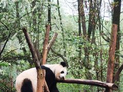 景点-成都大熊猫繁育研究基地