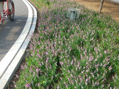 -石家庄市植物园