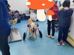 -北京赛佳动物医院