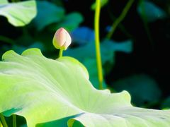 -四川大学(华西校区)