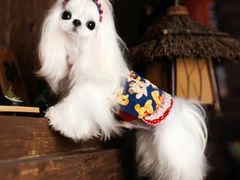 -萌宠之家·腊肠犬·马尔泰·小体犬舍