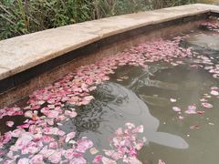 -咸宁万豪温泉谷度假区