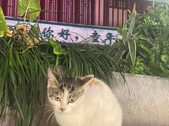 -冯烧烤(凯旋路总店)