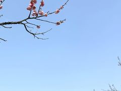 -香雪海
