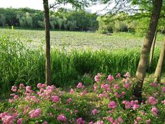 -高子水居