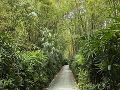 -大屏嶂森林公园