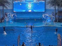 -海合安成都极地海洋公园