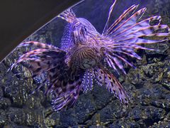 -芜湖新华联大白鲸海洋公园