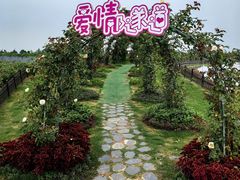 -荷兰花海