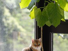 -创凡宠物医院·骨专科  猫科中心(西乡分院)