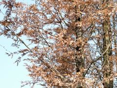 -铁山坪森林公园