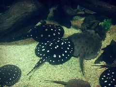 -瑞普利水族馆