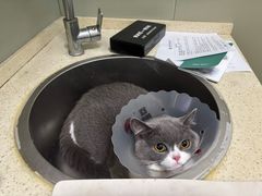 -伟伟宠物医院·瑞派猫友好医院·猫科(光谷店)