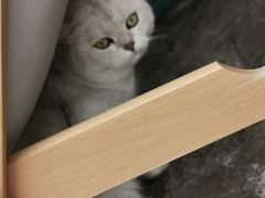 -喵屿·大理花园猫咖