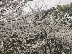 -南山植物园