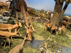 -国家自然博物馆