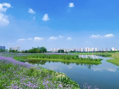-洋湖国家湿地公园