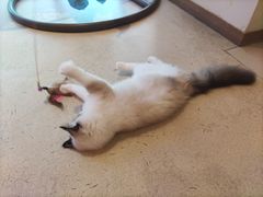 -藏猫猫咖啡主题馆(中央大道店)