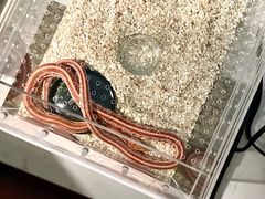 -酷以爬仙阁实体爬宠店·守宫·蜥蜴·专业繁育