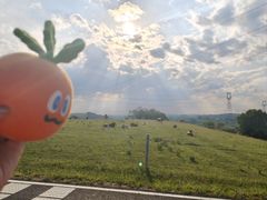-御道口草原森林风景区