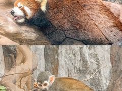-灵玲国际马戏城
