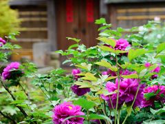 -龙华寺