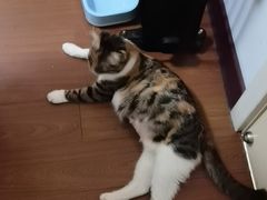 -睿金宠物医院·CT·肿瘤·骨外科