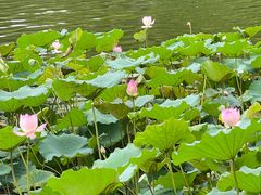 -荔湾湖公园