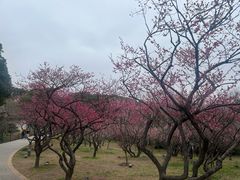 -无锡梅园公园