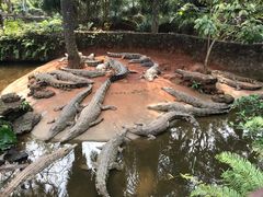 -海南热带野生动植物园