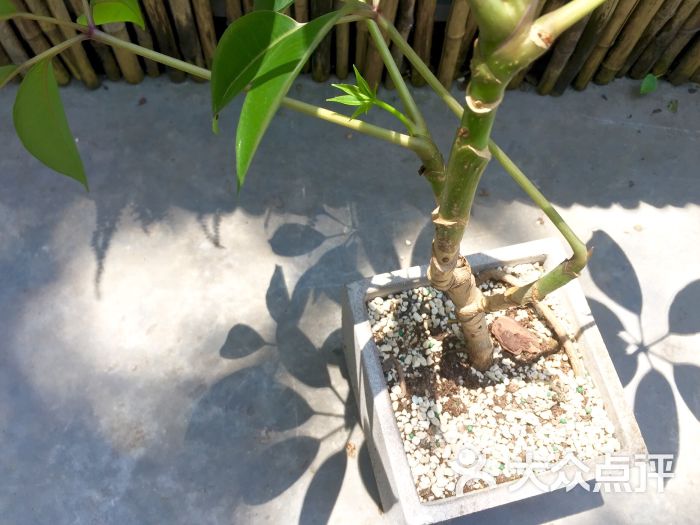 山舍咖啡(the sunsite cafe)图片 - 第5张