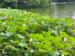 -荔湾湖公园