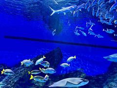 -海合安武汉极地海洋公园