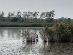 -盐城丹顶鹤湿地生态旅游区