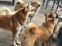 -柴犬高等学院·狗咖·柴犬售卖·宠物训练